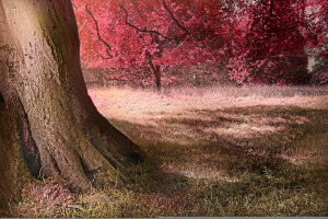 l'automne, forêt, clairière, herbe, feuilles, des arbres