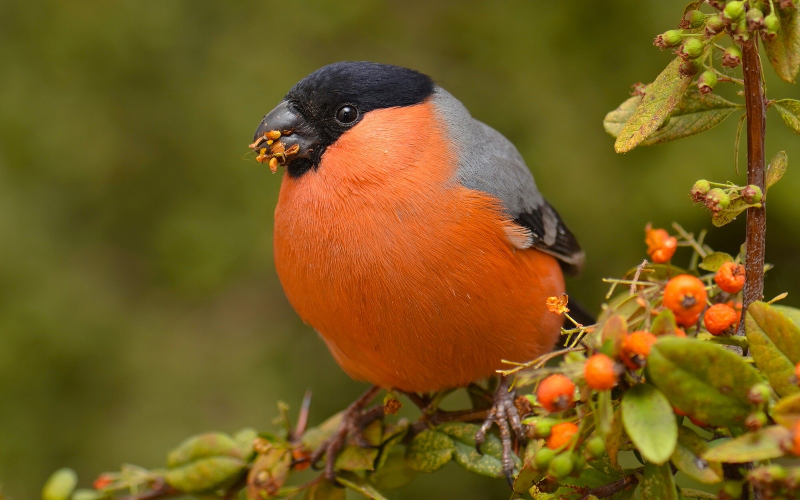 Geäst, Englisch, Beeren, Vogel, Gimpel