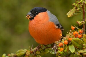 berries, bird, branches, bullfinch, English