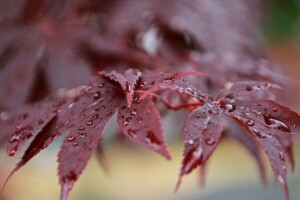 despues de la lluvia, bokeh, rama, gotas, hojas, rojo, Rosa