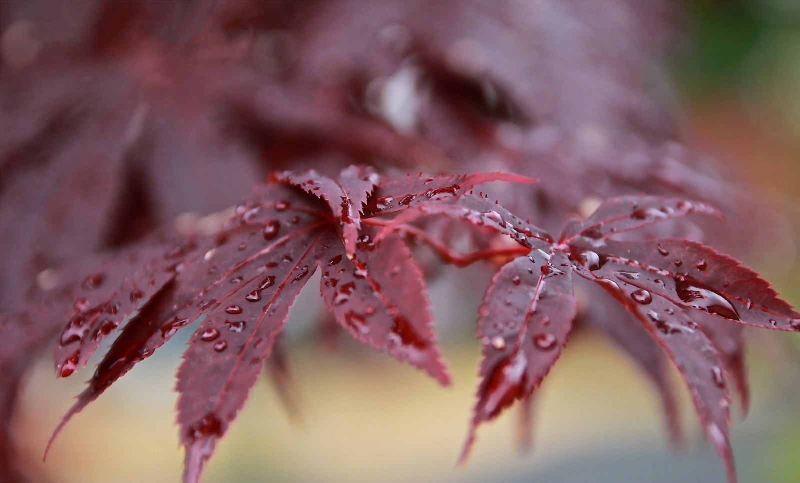 bokeh, rosso, le foglie, ramo, gocce, Rosa, dopo la pioggia