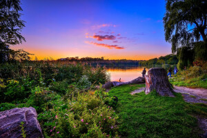 alba, pescatori, foresta, erba, verdura, lago, riva, i cespugli