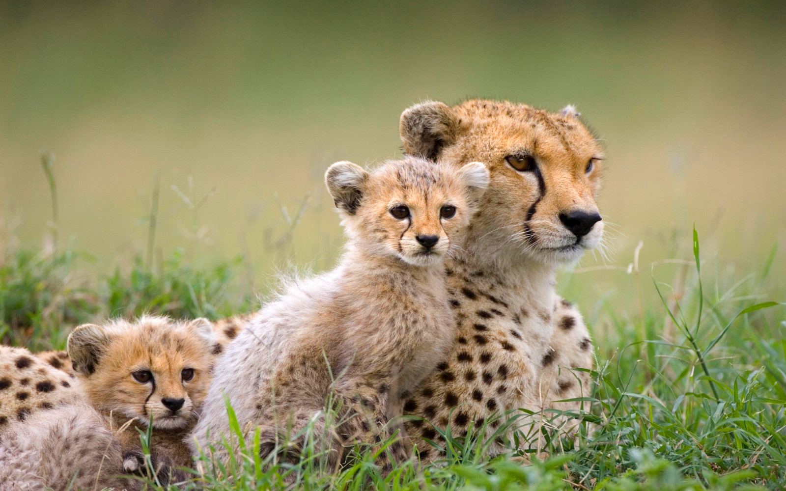 natura, Savana, Africa, gattini, Ghepardo