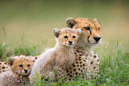 Africa, Ghepardo, gattini, natura, Savana