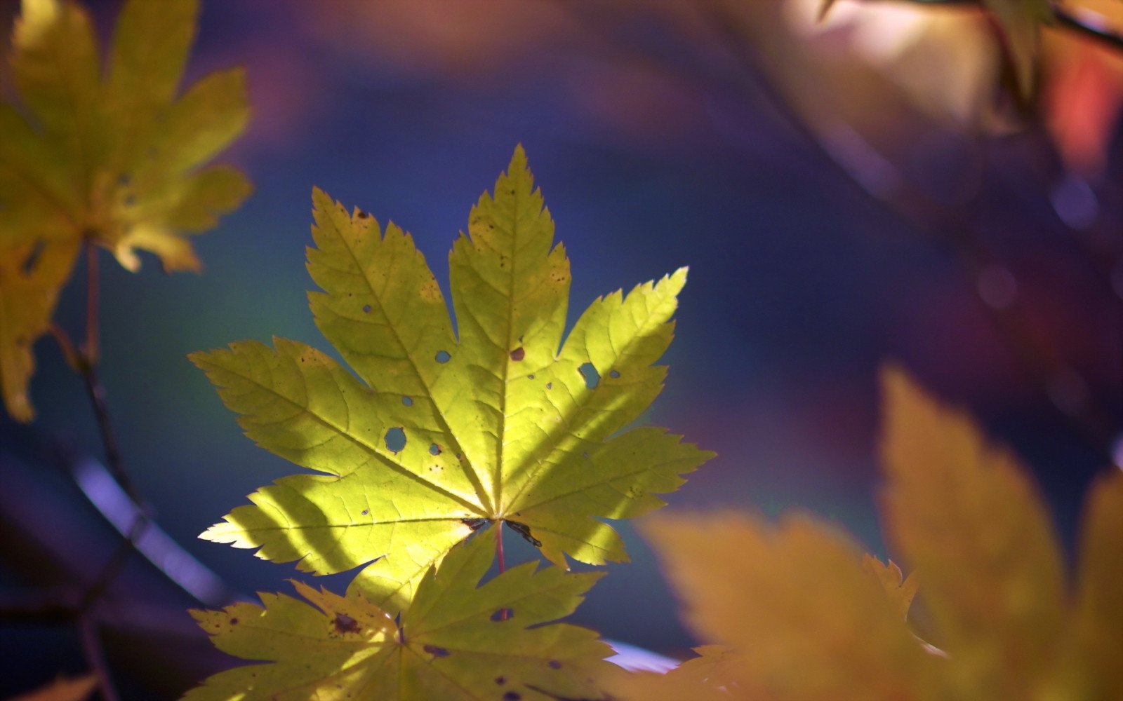 otoño, naturaleza, hojas