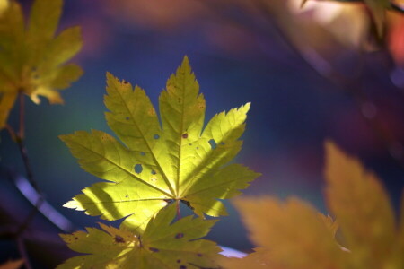 herfst, bladeren, natuur