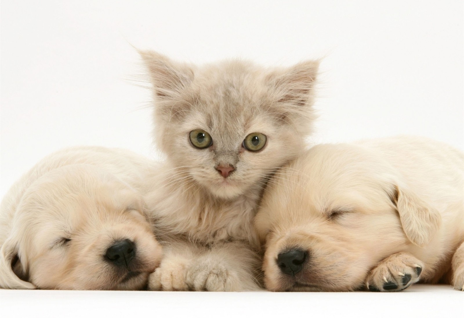 puppies, Labrador, Kotek