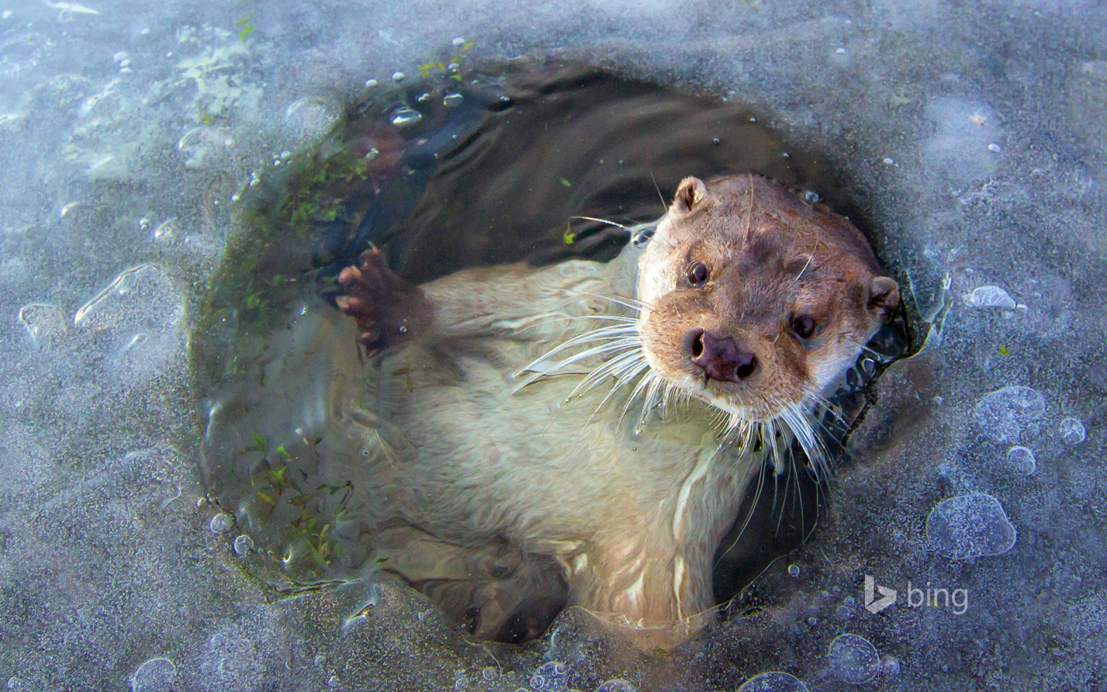 ice, Netherlands, otter, polynya, Lelystad