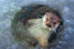 la glace, Lelystad, Pays-Bas, loutre, polynie