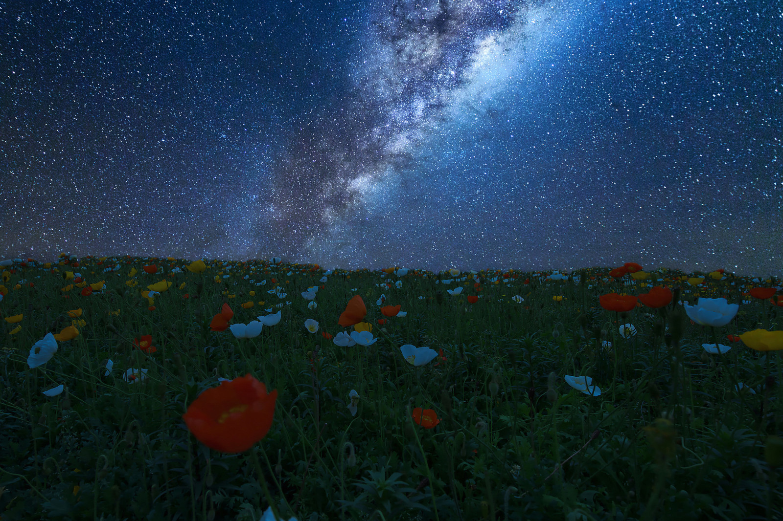 the sky, field, flowers, night, meadow, stars