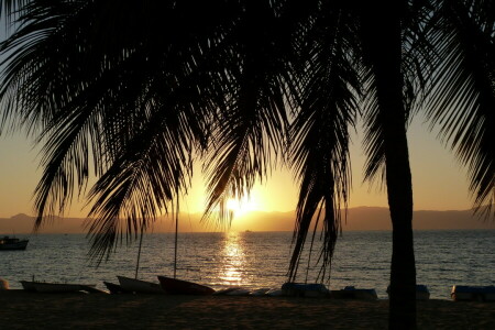 boats, dawn, early in the morning, palm trees