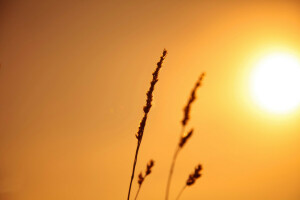 orecchio, leggero, natura, pianta, stelo, il cielo, il Sole