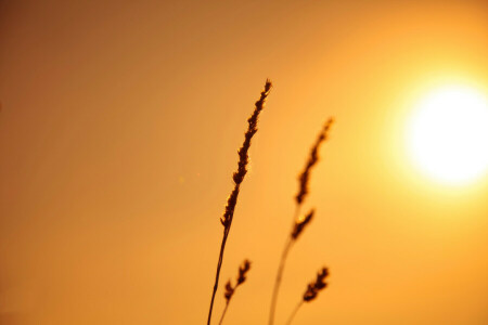 ear, light, nature, plant, stem, the sky, the sun