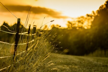 light, morning, the fence