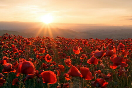 field, Maki, morning