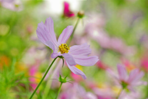 fundo, borrão, flor, Kosmeya, Rosa