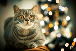 bokeh, cat, look, yellow