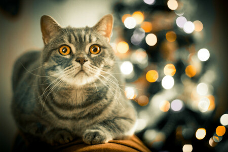 bokeh, katt, se, gul