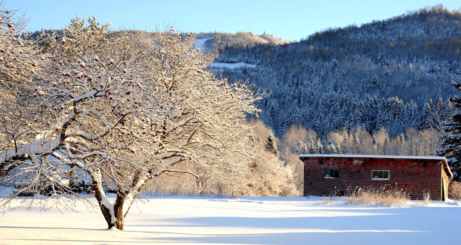 snö, träd, vinter-, bergen, äpple, ladan