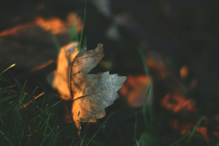 herfst, gras, esdoorn-, vel