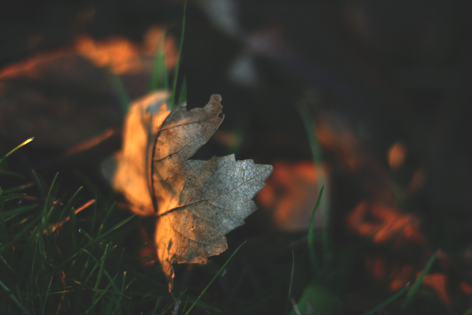 Herbst, Gras, Ahorn, Blatt