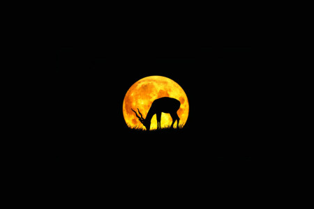 antelope, The moon