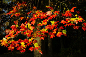 l'automne, branches, feuilles, Le cramoisi, arbre