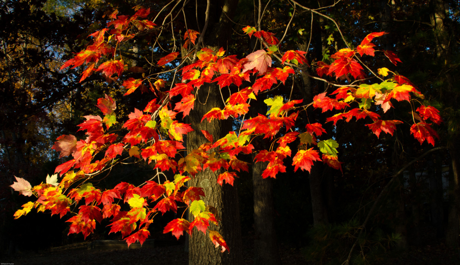 albero, autunno, rami, le foglie, Il cremisi