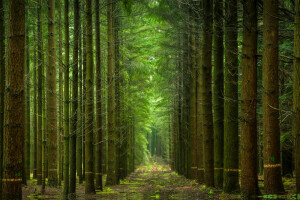 forêt, la nature, des arbres