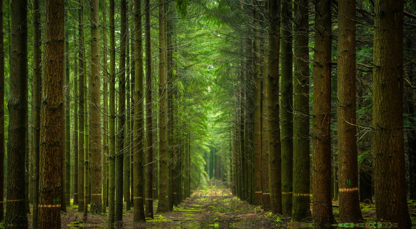 forêt, la nature, des arbres