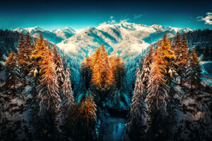 mountains, snow, treatment, trees, Winterland