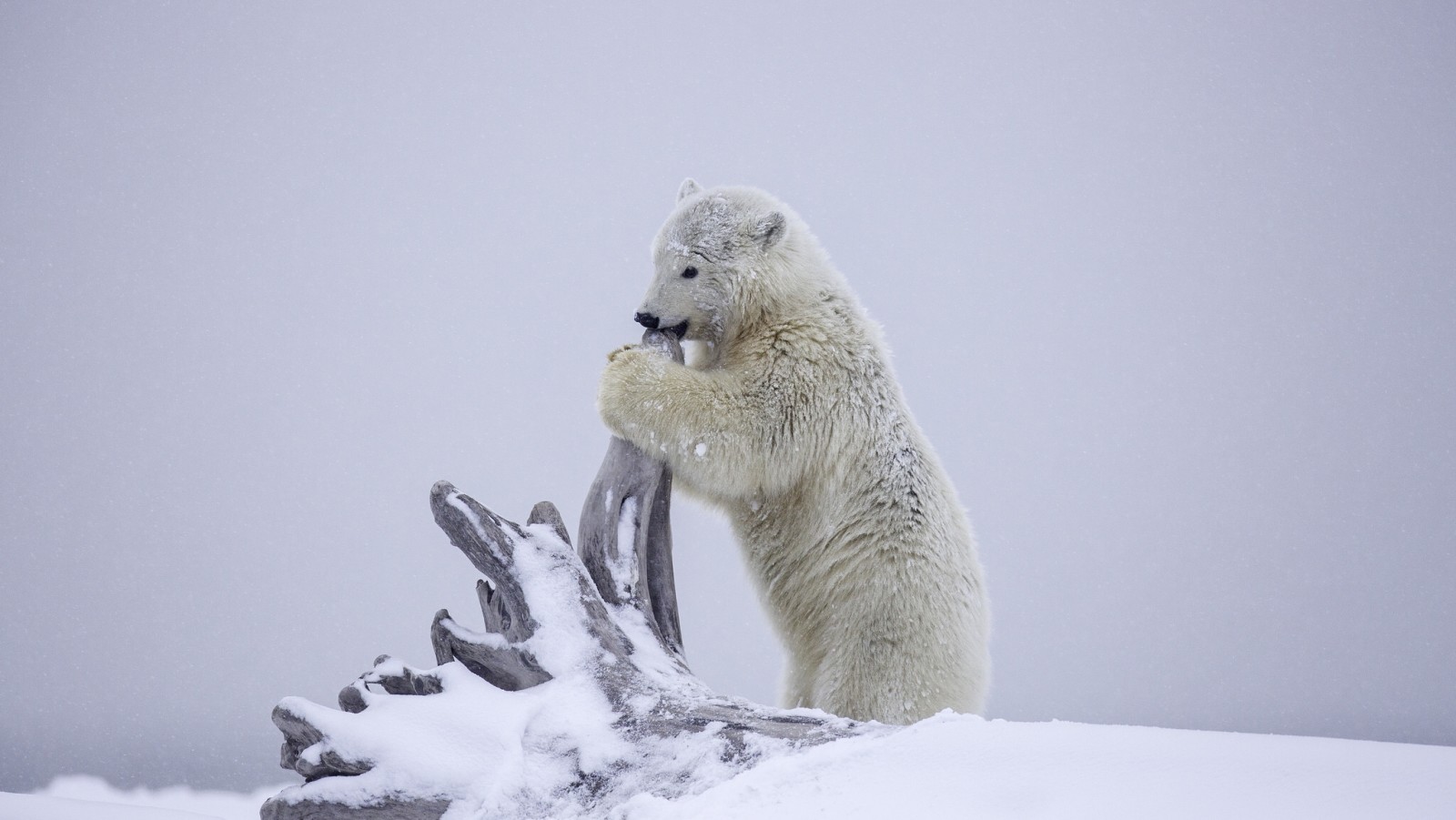 neve, inverno, Urso, filhote, obstáculo, Alasca