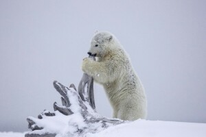 Alaska, bear, cub, snag, snow, winter