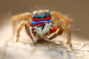 olhos, inseto, macro, Aranha