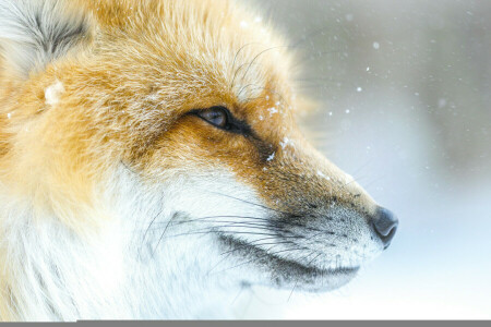 face, Fox, snow