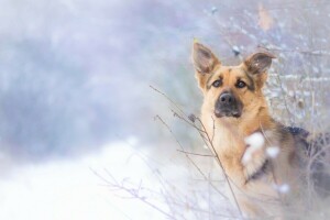 cane, Guarda, pastore, inverno