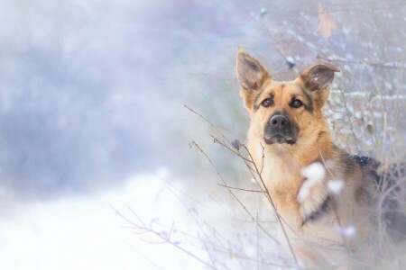 hund, se, herde, vinter-