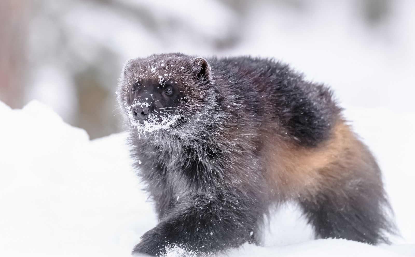 snø, vinter, jerv