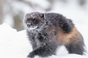 snow, winter, Wolverine