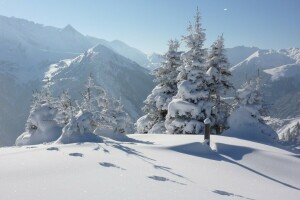 Woud, natuur, foto, sneeuw, sporen, bomen, winter