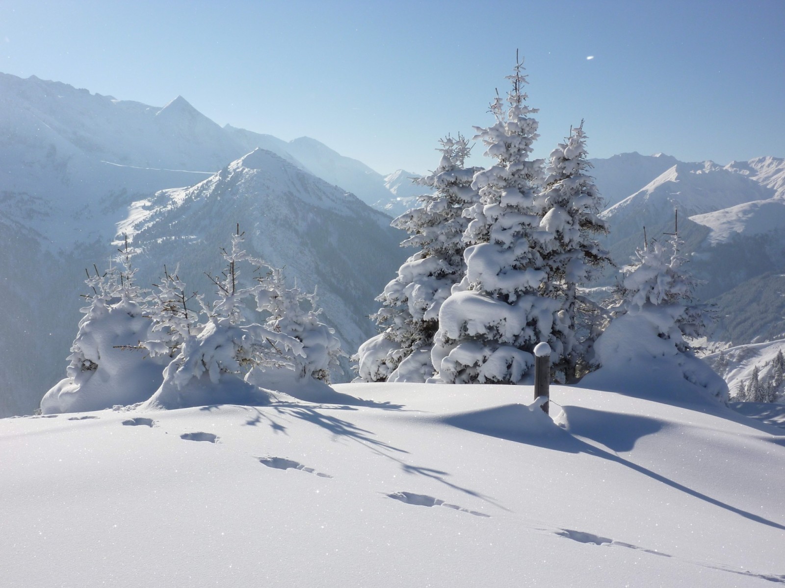 snø, skog, natur, vinter, trær, bilde, spor