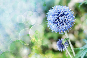 bokeh, bloem, stam