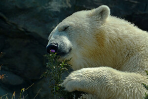 bear, Thistle