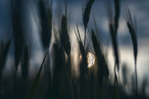 veld-, aartjes, de duisternis, de lucht