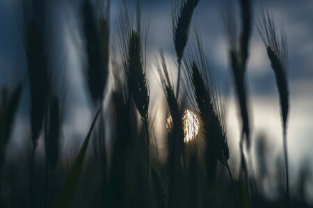 field, spikelets, the darkness, the sky