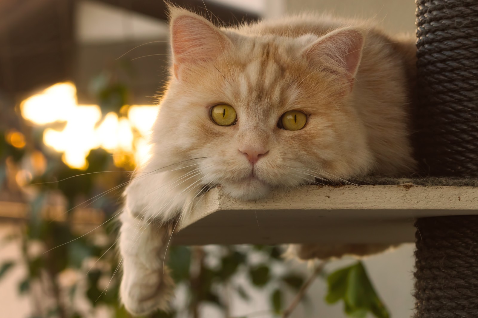 Guarda, gatto, museruola, Gatto rosso