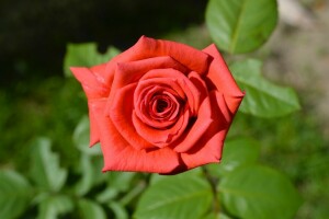 Germoglio, macro, rosa