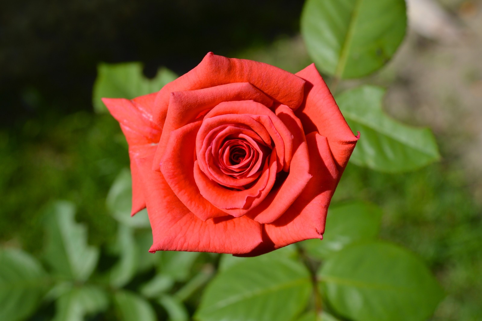 macro, rosa, Germoglio