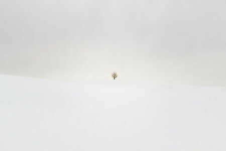 champ, neige, arbre, hiver