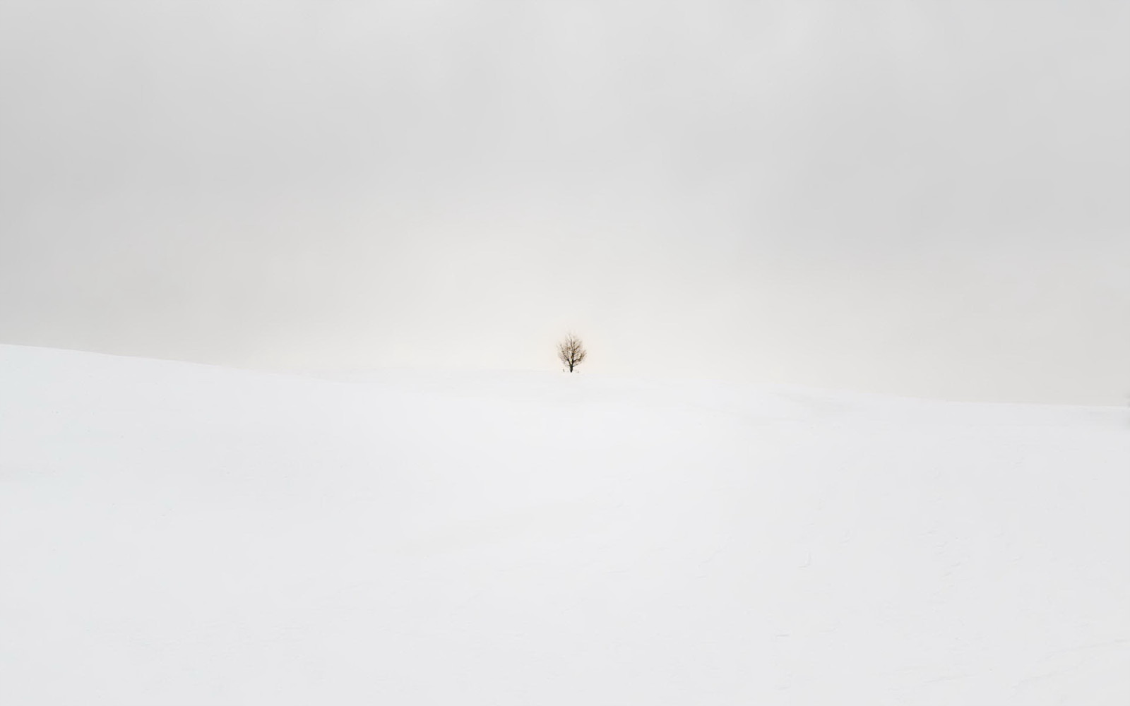 Schnee, Baum, Winter, Feld